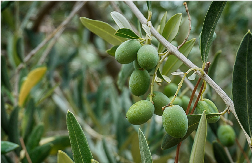 some olive trees are grown only as landscape trees