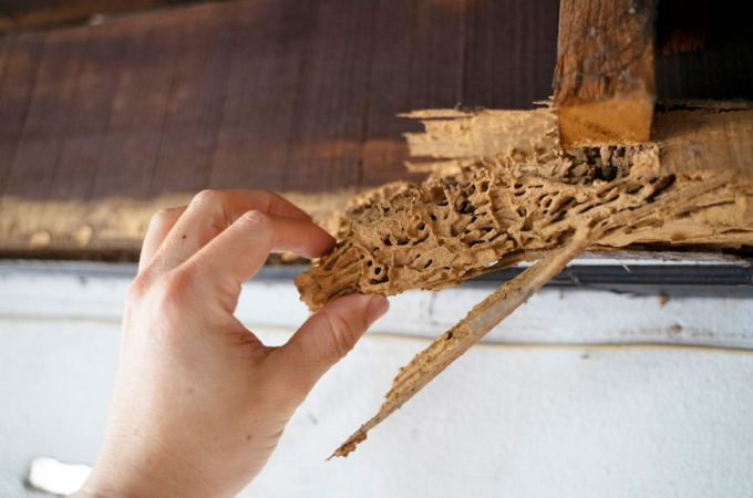 How To Identify Termite Infestation In Your Home?