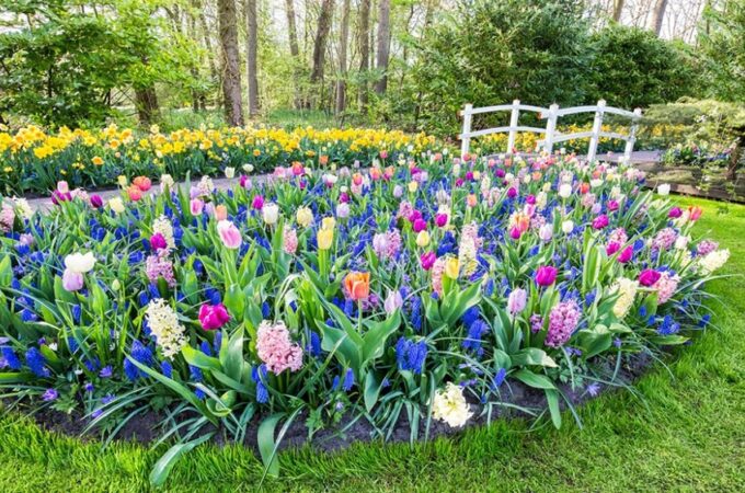 Plant Bulbs in The Fall to Brighten Up Your Spring Landscape