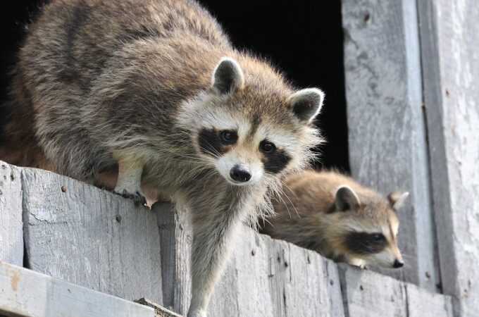 What Raccoons Eat and How to Keep Them Away: Advice from Recon Pest Control Services