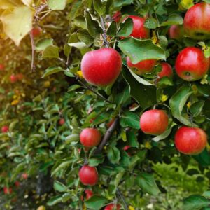 fruit trees for sale