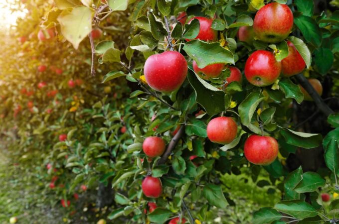 fruit trees for sale