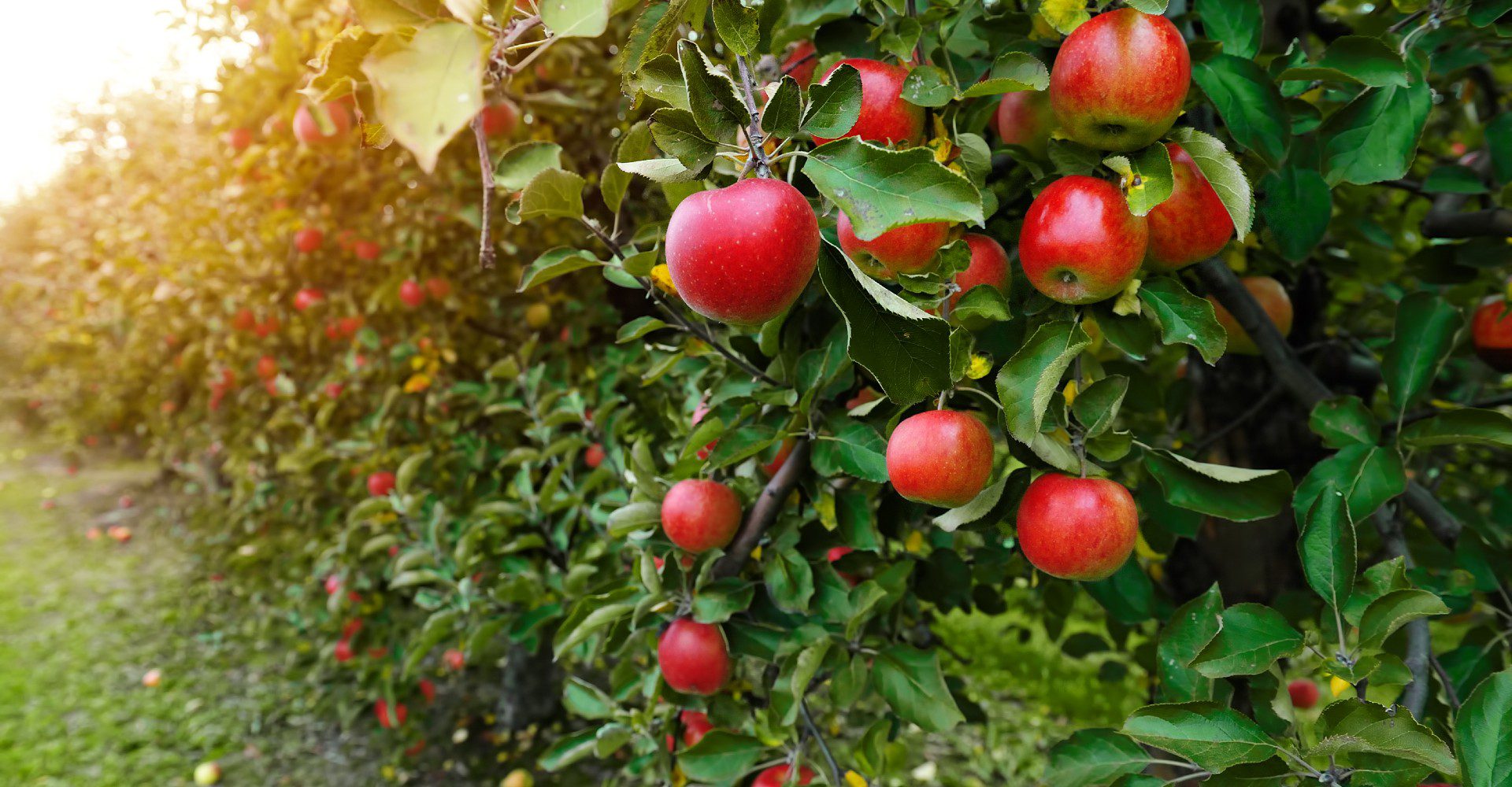 fruit trees for sale