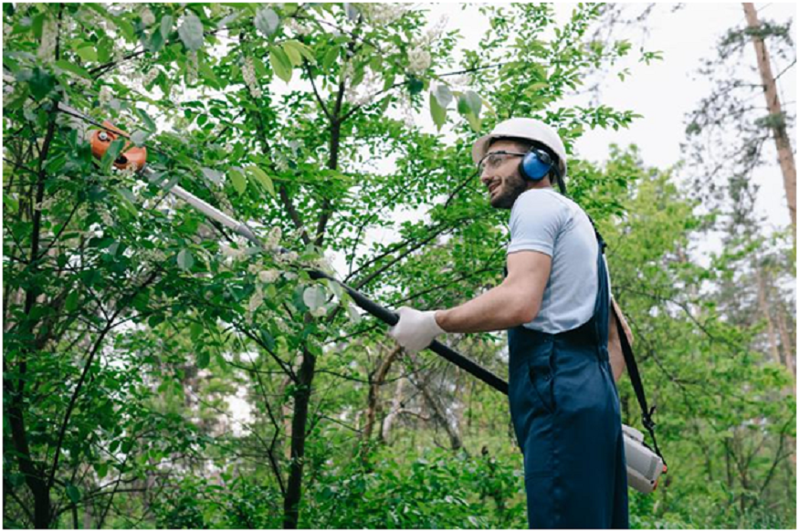 tree service